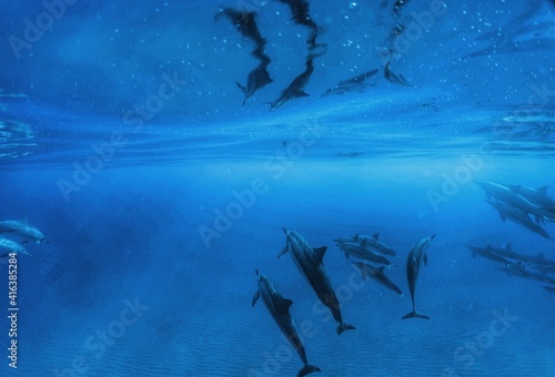 Wild Dolphins in Hawaii 