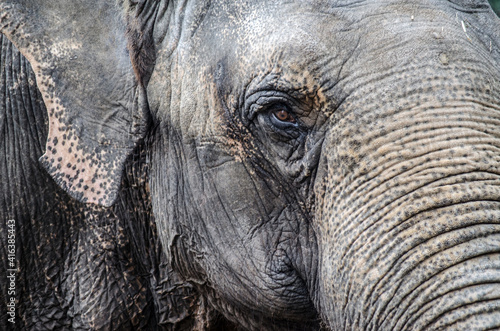 Nahaufnahme des Auges eines Elefanten im Tierpark