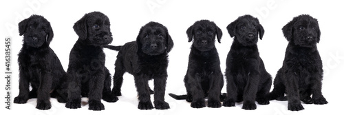 Fototapeta Naklejka Na Ścianę i Meble -  A litter of cute Giant Schnauzer puppies sitting and standing isolated on a white background