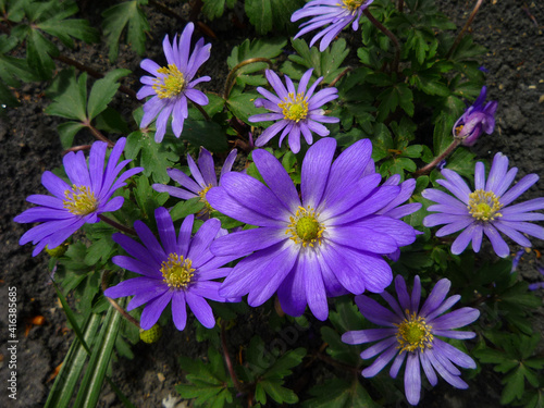 blue flowers hepatice in the garden