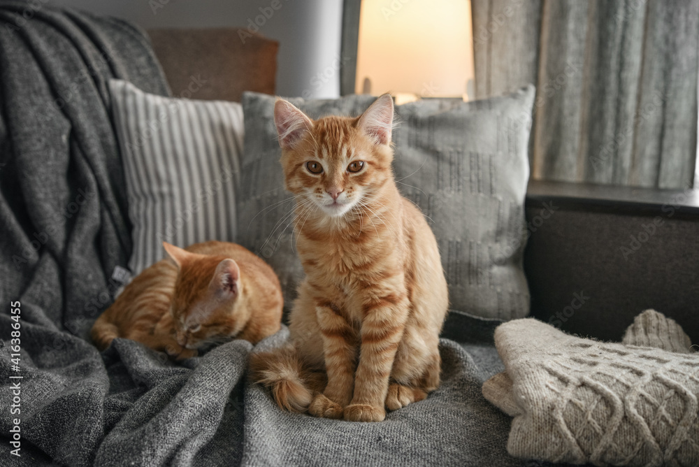 four month ginger kittens