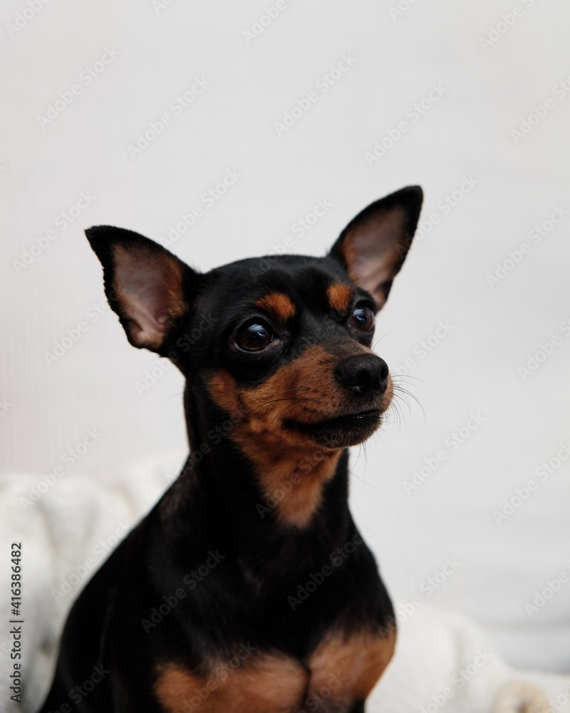 Mini Pinscher dog on white background with big ears pricked.