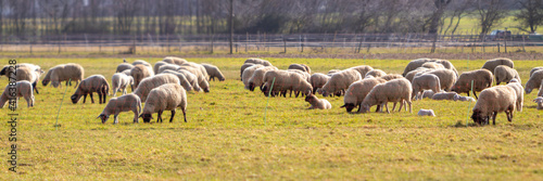 panorama of a flock of sheep in a fenced pasture