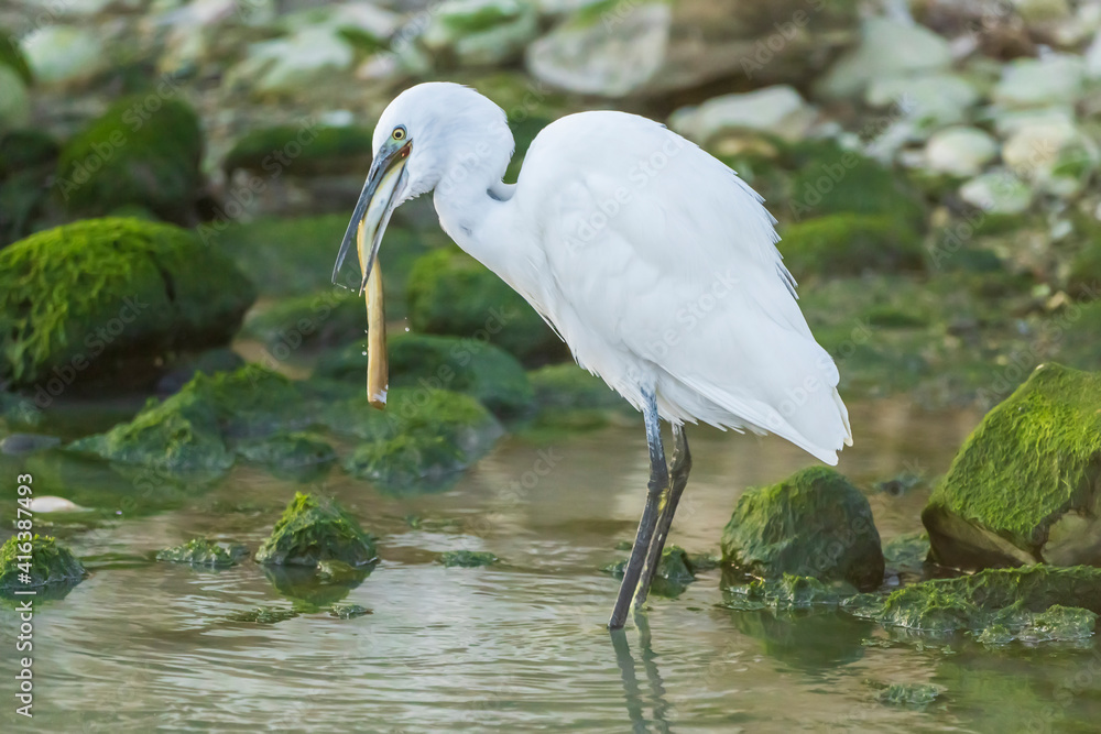 Little Egret eating an eel at the mouth of a river. Little Egret eating an eel at the mouth of a river.