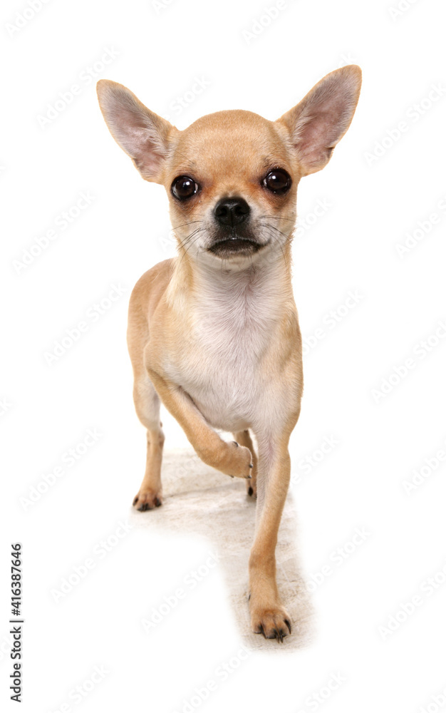 Chihuahua Chihuahua