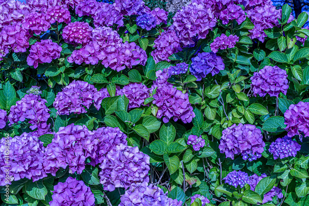 Pink hydrangea. Summer green garden. Bright violet color. Spring fashion Pink hydrangea. Summer green garden. Bright violet color. Spring fashion