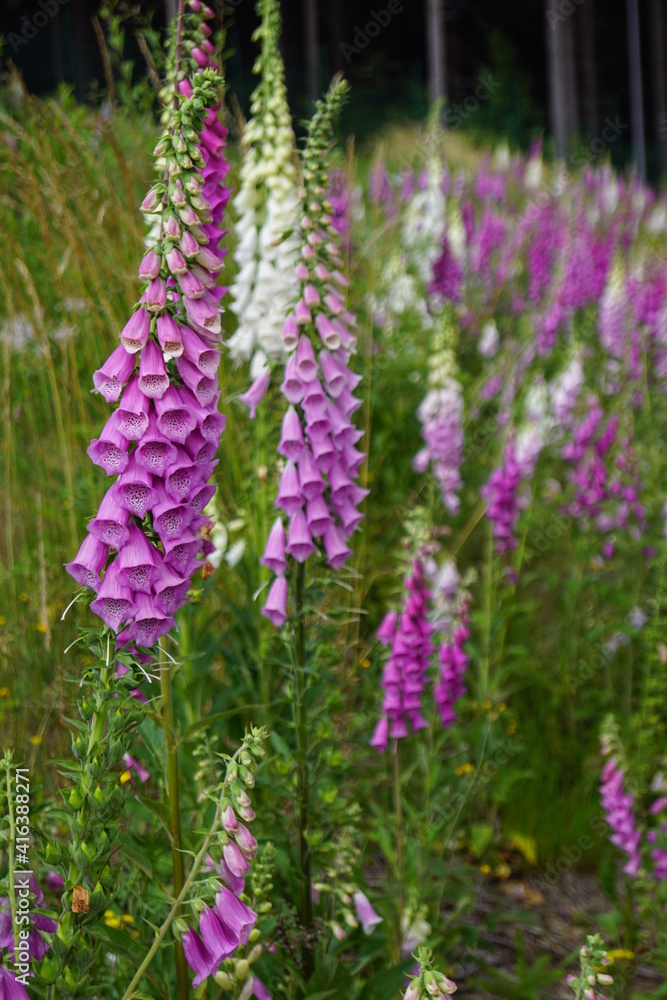 Glockenblumen Glockenblumen