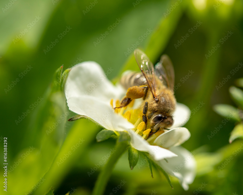 a bee collects nectar on a flower a bee collects nectar on a flower