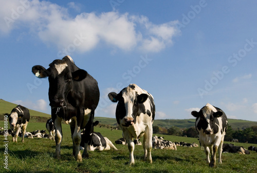 Dairy cattle © Chris Brignell