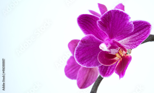 a branch of a beautiful purple orchid phalaenopsis on a white background