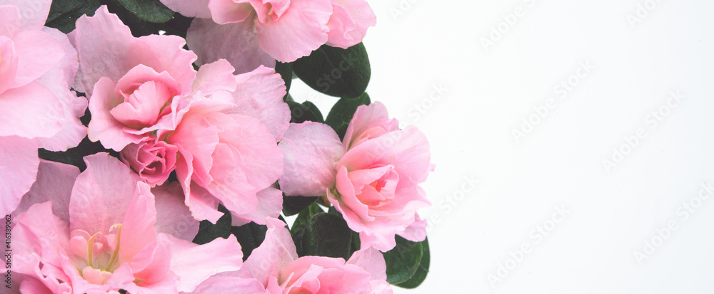 beautiful pink pastel spring flowers on white background. Isolated and copy space.