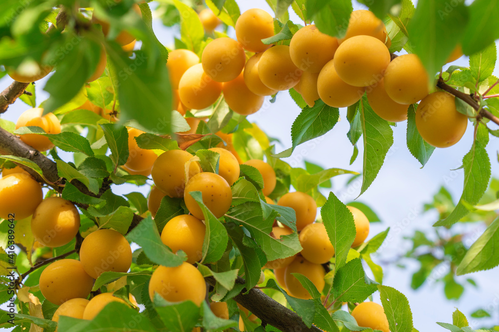 Ripe yellow plums on a tree in a garden. Plum tree.Selective focus. Ripe yellow plums on a tree in a garden. Plum tree.Selective focus.