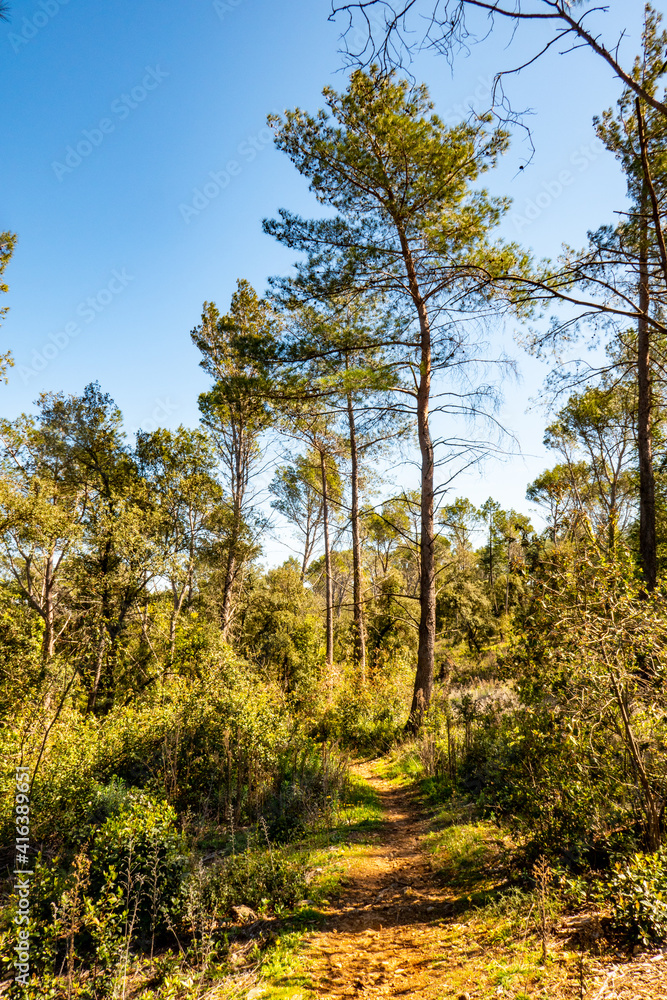 Obraz premium trail in the forest