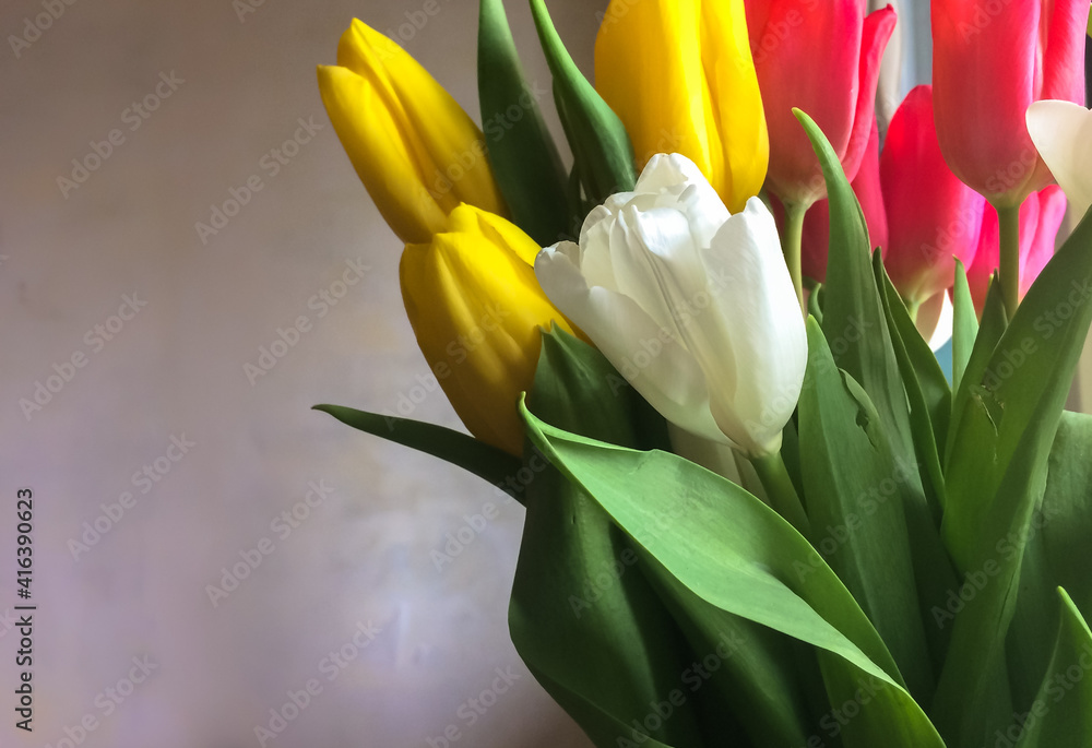 A bouquet of yellow, white and red tulips against a gray concrete wall. Place for congratulatory text on March 8, Mother's Day A bouquet of yellow, white and red tulips against a gray concrete wall. Place for congratulatory text on March 8, Mother's Day