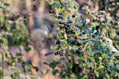Black privet berries covered with ice crystals (Ligustrum vulgare)