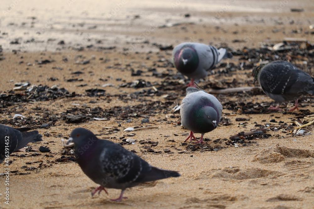 Fototapeta premium Pigeons