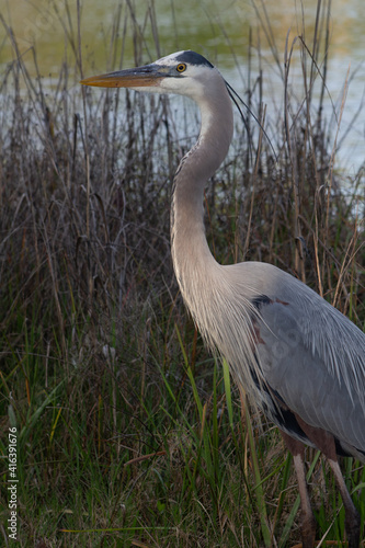 great blue heron