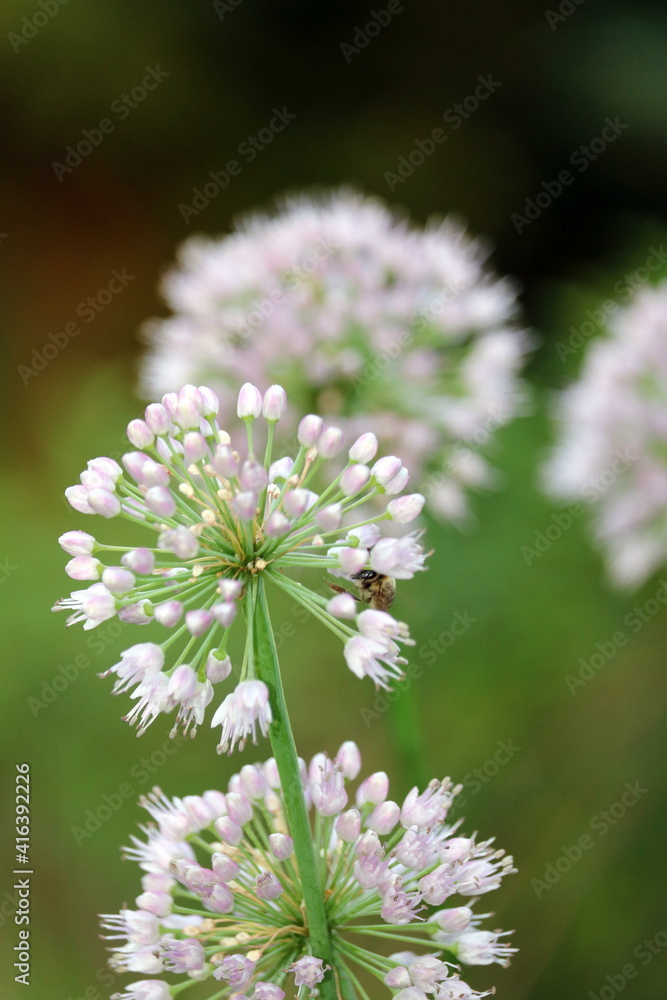 flower of a flower of a thistle flower of a flower of a thistle