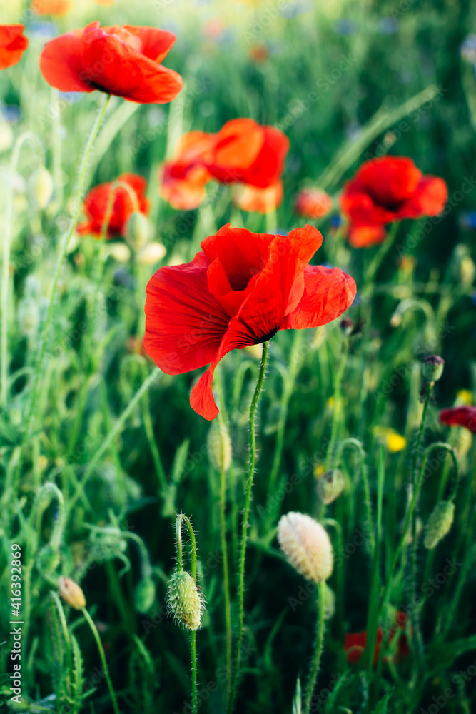 Naklejka premium Closeup of beautiful red poppies (Papaver rhoeas) flowers on natural green grass background. Floral background. Summer spring concept. Vertical image.