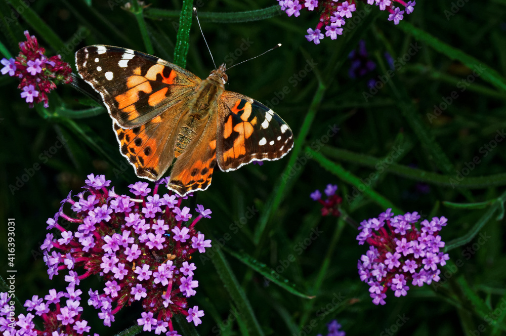 Naklejka premium Painted Lady, Surrey, UK