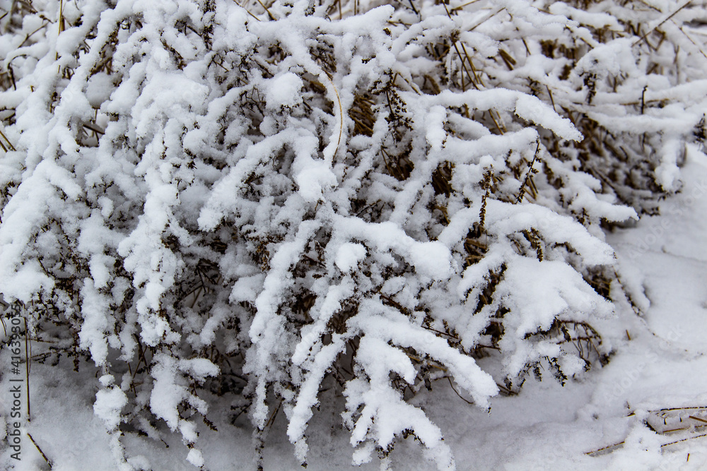 Beautiful winter background with grass and weeds frozen under the snow and frost. Dry plants branch under the snow Beautiful winter background with grass and weeds frozen under the snow and frost. Dry plants branch under the snow