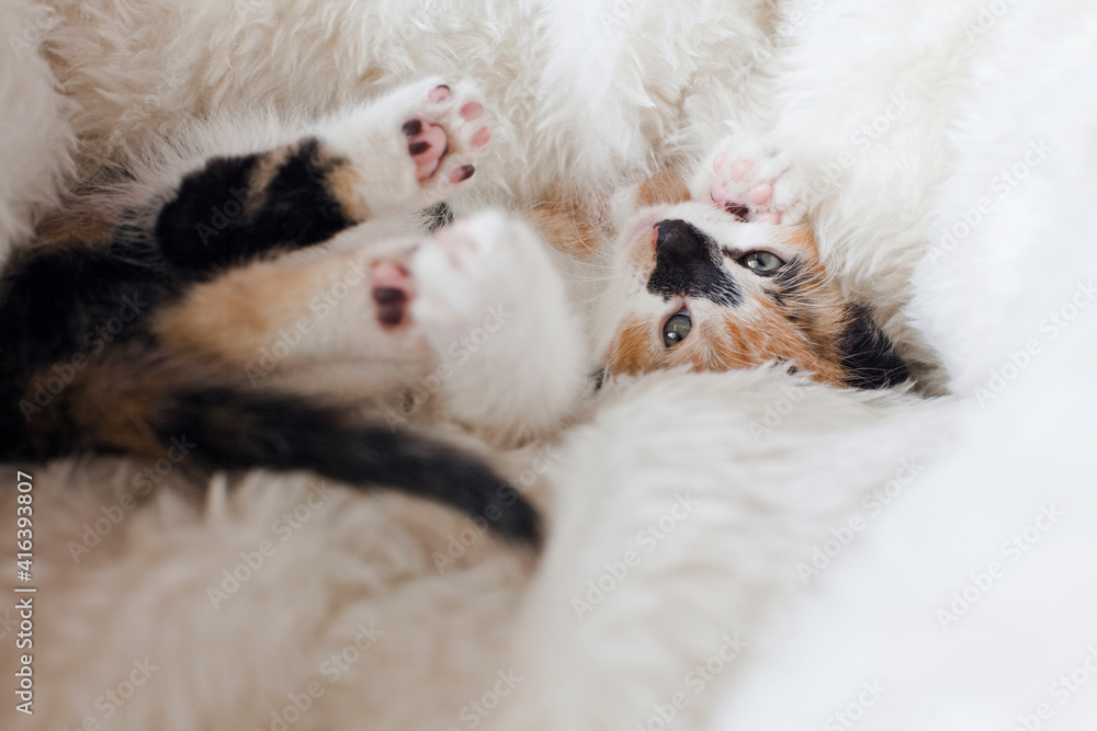 Cute Little Kitten is lying on a comfort Bed. Calico cat - Tricolor cat (orange-red, white and black). Adoption a tricolor cat can bring a luck and good fortune. Tricolor cat is a lucky charm. Cute Little Kitten is lying on a comfort Bed. Calico cat - Tricolor cat (orange-red, white and black). Adoption a tricolor cat can bring a luck and good fortune. Tricolor cat is a lucky charm.