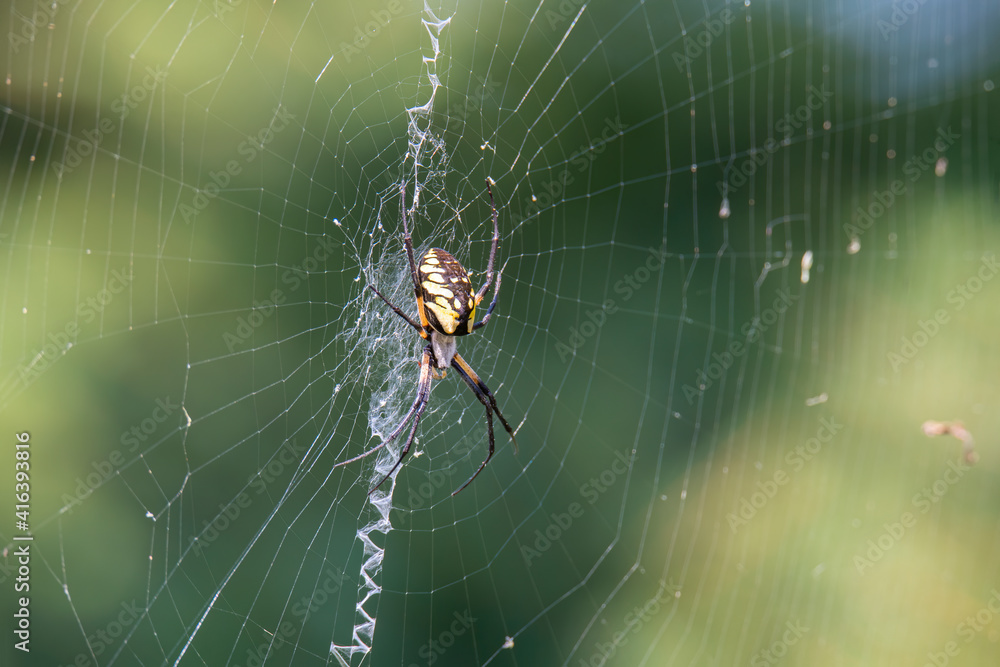 black and yellow garden spider waits on its web black and yellow garden spider waits on its web