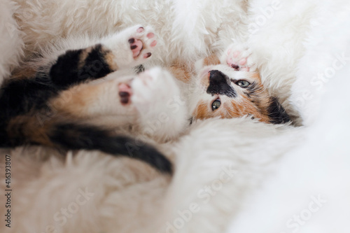 Cute Little Kitten is lying on a comfort Bed. Calico cat - Tricolor cat (orange-red, white and black). Adoption a tricolor cat can bring a luck and good fortune. Tricolor cat is a lucky charm.