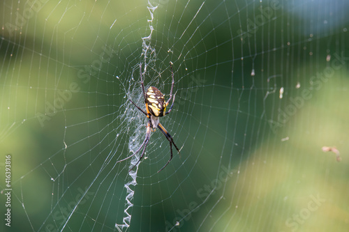 black and yellow garden spider waits on its web