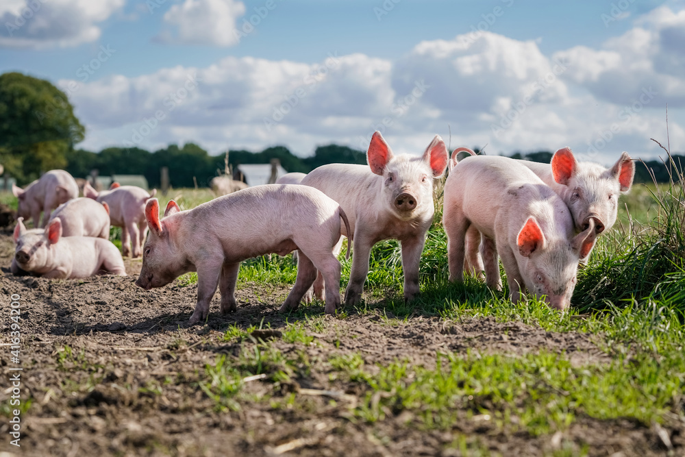 Fototapeta premium Glückliche Schweine - alternative Freilandhaltung von Schweinen, niedliche Ferkel auf der Weide.