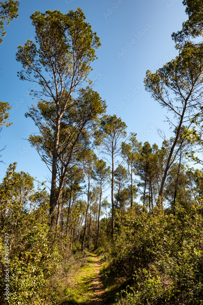 Obraz premium trail in the forest
