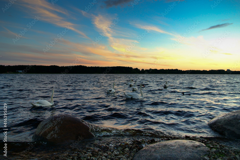 Obraz premium birds on the river in the evening during sunset