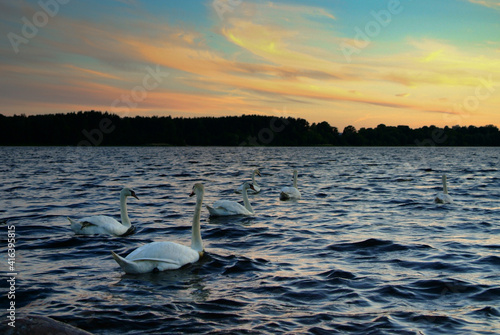birds on the river in the evening during sunset © fotofotofoto