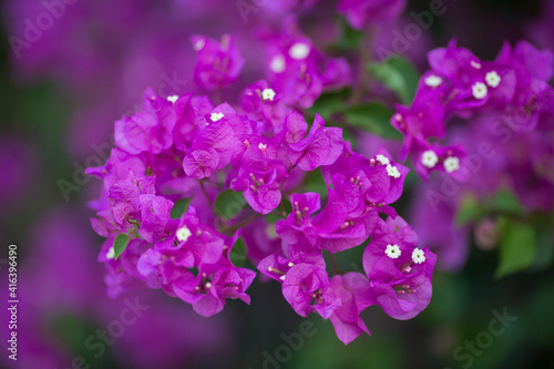 Bougainvillea spectabilis