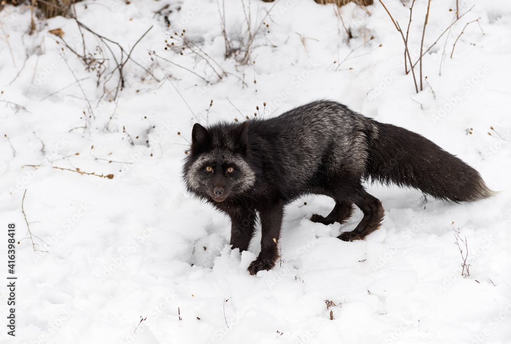 Fototapeta premium Silver Fox (Vulpes vulpes) Looks Out Winter