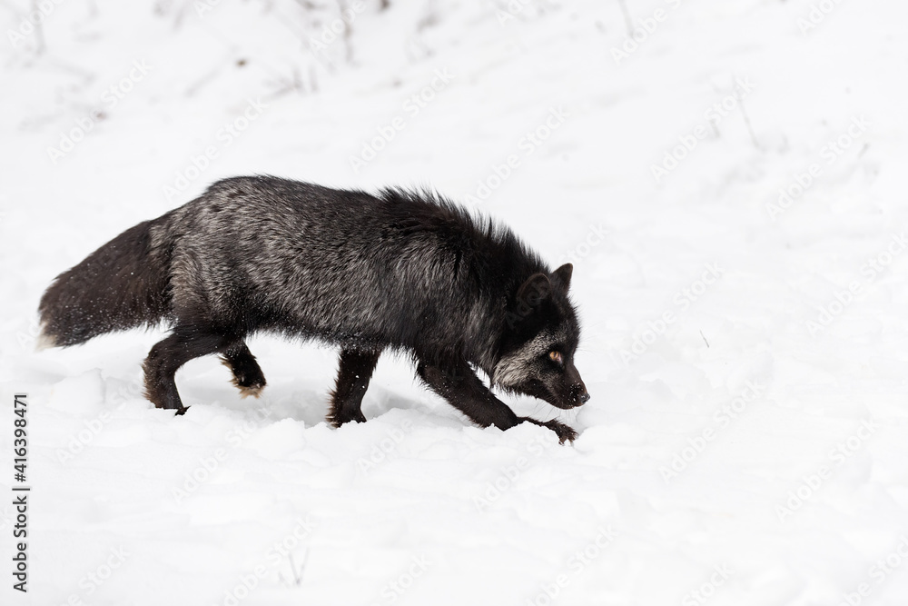 Fototapeta premium Silver Fox (Vulpes vulpes) Walks Right Nose Down Winter