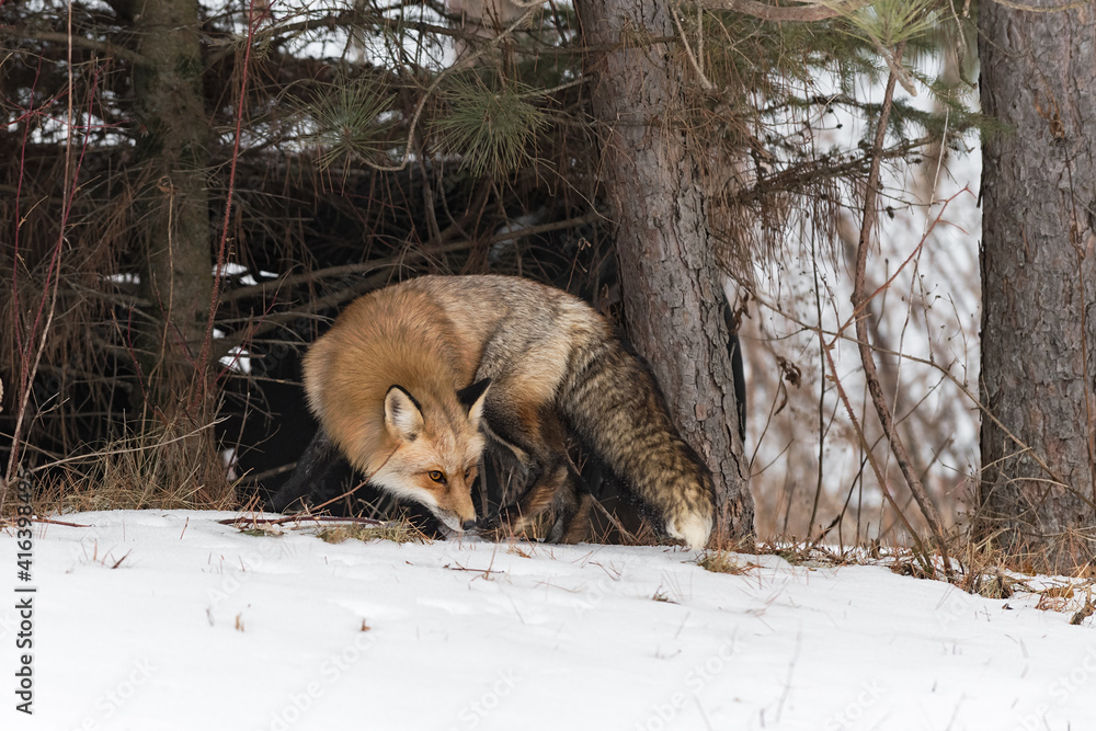Fototapeta premium Red Fox (Vulpes vulpes) Turns at Edge of Woods Nose to Ground Winter