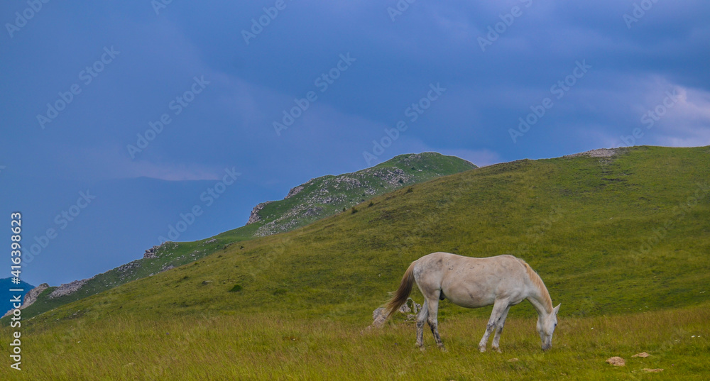 Summer landscape in Carpathian mountains and the blue sky with clouds. A horse grazes in a meadow in the mountains
