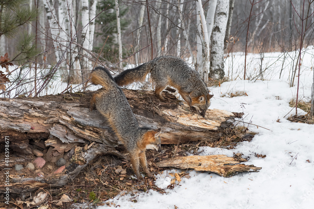 Fototapeta premium Grey Foxes (Urocyon cinereoargenteus) Jump Off Log Winter