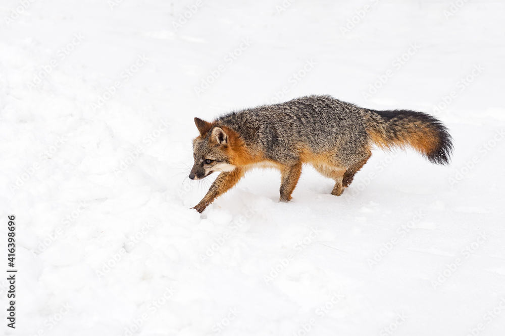 Fototapeta premium Grey Fox (Urocyon cinereoargenteus) Moves Left Across Snow Winter