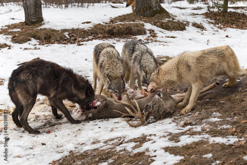 Grey Wolves (Canis lupus) Tear Into White-Tail Deer Carcass Winter