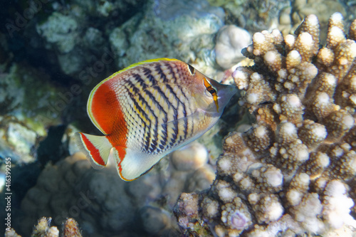 фотографія Eritrean butterflyfish (Chaetodon paucifasciatus) in Red Sea