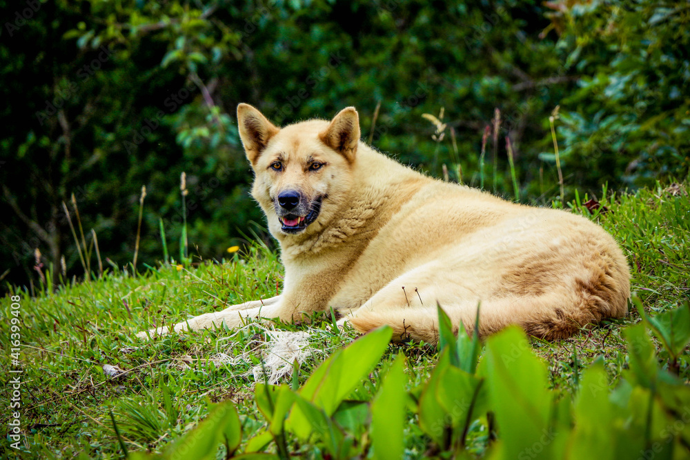 Naklejka premium perro