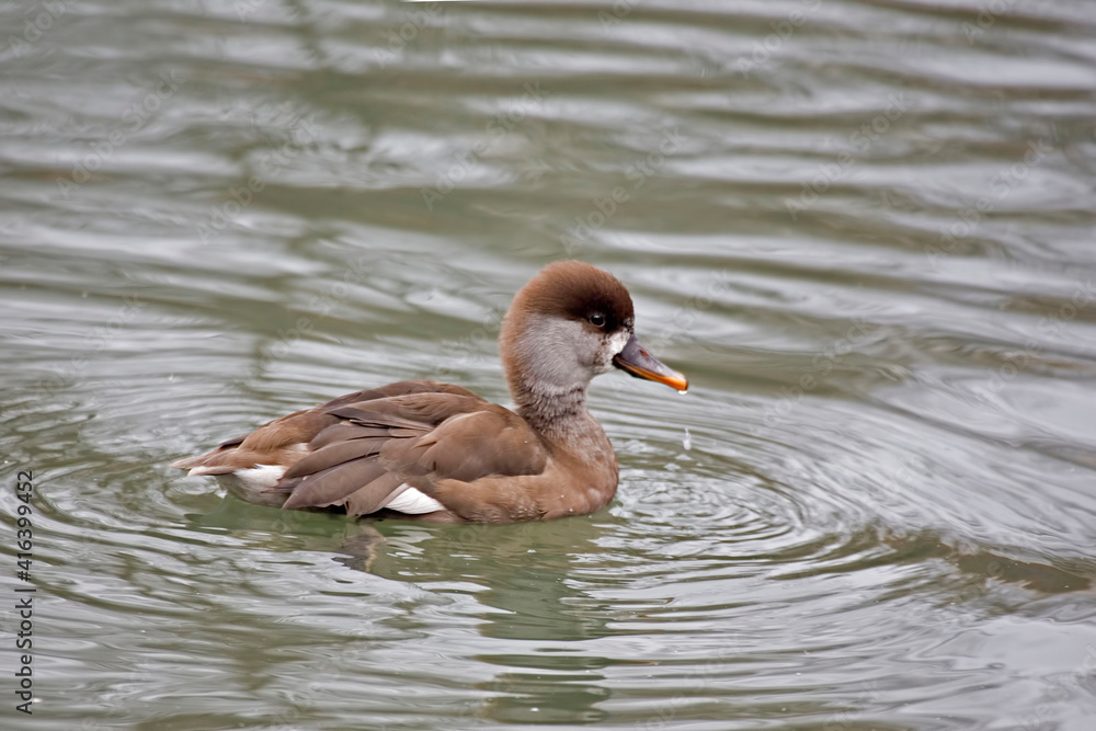 Female Red-crested Pochard, Netta rufina, on the water