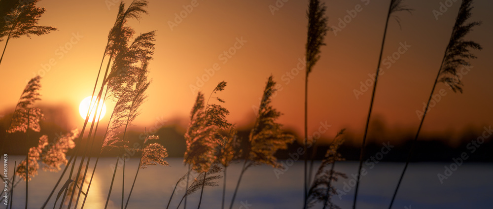 Reeds at sunset Reeds at sunset