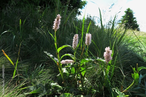 common bistort, meadow bistort (Bistorta officinalis) photo