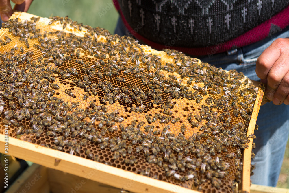 A farmer on a bee apiary holds frames with wax honeycombs. Planned preparation for the collection of honey. A farmer on a bee apiary holds frames with wax honeycombs. Planned preparation for the collection of honey.