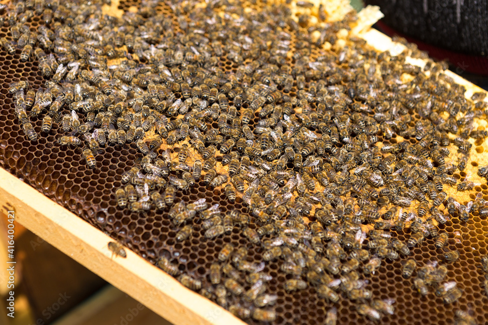 Closeup of a frame with a wax honeycomb of honey with bees on them. Apiary workflow. Closeup of a frame with a wax honeycomb of honey with bees on them. Apiary workflow.