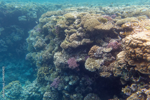 Stony corals underwater scenery in Red Sea