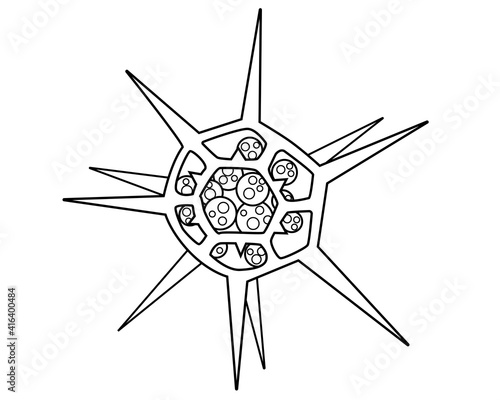 Dictyocha - microscopic unicellular plant algae - vector line picture for coloring. Outline. Microorganism silicoflagellate in sea water, plankton for coloring book
